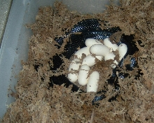 00 black milk with eggs in 2006